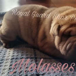 Molasses - Red female Chinese Shar-Pei puppy in Columbus, Indiana from Royal Guard Shar Pei