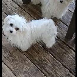 Toby - Maltese