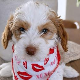 Banana - Parti female Goldendoodle puppy in Yuciapa, California from AlltheDoodlez_