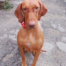Mattie - Vizsla
