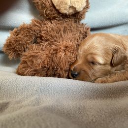 Goldendoodle Puppies from Simply Mini Goldendoodles