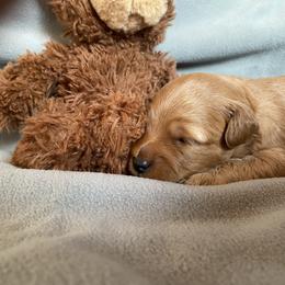Goldendoodle Puppies from Simply Mini Goldendoodles