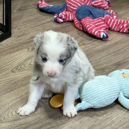Ben - Slate merle male Border Collie puppy in Guffey, Colorado from Sunset Ridge