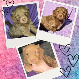 Toadette - Red  female Goldendoodle puppy in Tucson, Arizona from Adored Poodle & Doodles