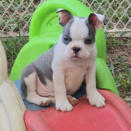 Boston Terrier Puppies from Celtic Kennel Bostons