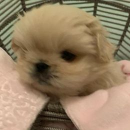 Pekingese Puppies from Sunny's Legacy Pekingese