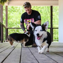 Astrea - American Corgi
