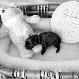 Miniature Schnauzer Puppies from Laurel Crown Schnauzers