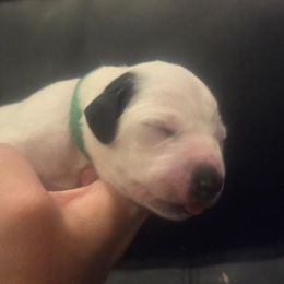 Chandler green collar - White and black male Dalmatian puppy in Palmer, Massachusetts from Delaney's Dalmatians 2