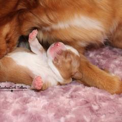 Nova Scotia Duck Tolling Retriever Puppies from Meadowlark Tollers