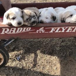 Aussiedoodle, Colorado Mountain Dog, and Corgipoo Puppies from Stone Table Ranch/STR Just Doodle It