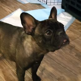 Ebony - French Bulldog