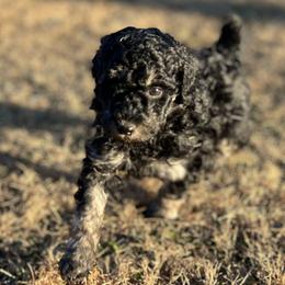 Ranger - Phantom male Poodle puppy in Liberty, Texas from Poodles and Doodles Most Excellent Adventures