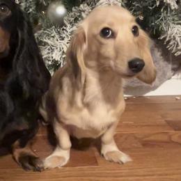 wee wee - Dachshund