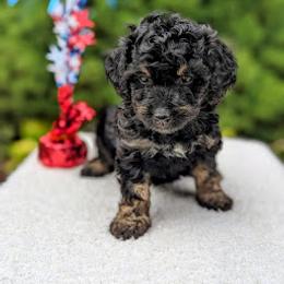 Aussiedoodle, Australian Shepherd, Bernedoodle, Cavapoo, Cockapoo, and Poodle Puppies from Sis' Doodles & Poodles