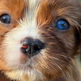 Bred - Ruby male Cavalier King Charles Spaniel puppy in Jacksonville, Florida from Lori Van Doorn's Cavalier King Charles Spaniel