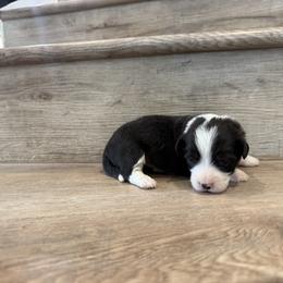 Dream (Fluffy) - Black and tan female Pembroke Welsh Corgi puppy in Phelan, California from Desert Sunset Pembroke Welsh Corgis