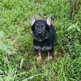 Diesel - Sable male German Shepherd puppy in Youngsville, North Carolina from Di casa Esperanza
