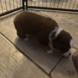 White collar - Red tri-color female Australian Shepherd puppy in Defuniak Springs, Florida from Blue Cypress Stock dogs