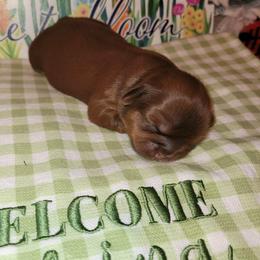 Girl 1 - Liver and white female Shih Tzu puppy in Wooster, Ohio from Mending Hearts Shih Tzu's