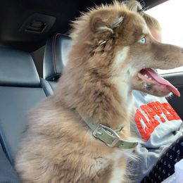 Pomsky Puppies from Icelandic Thunder