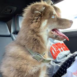 Pomsky Puppies from Icelandic Thunder