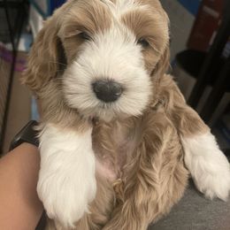 Australian Labradoodle and Goldendoodle Puppies from The Moon Doodles