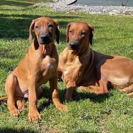 Rhodesian Ridgeback All Grown Up from Allegro Rhodesian Ridgebacks