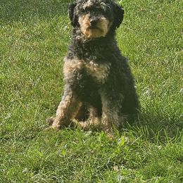 Chief - Phantom male Poodle puppy in Norton, Ohio from Keepsake Doodles