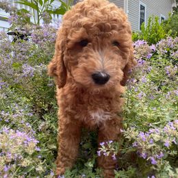 Buddy (red) - Goldendoodle puppy from Derry Doodles NH