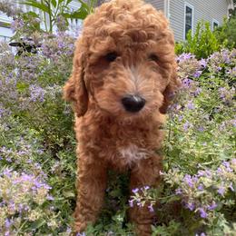 Buddy (red) - Goldendoodle puppy from Derry Doodles NH