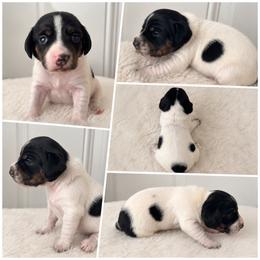Pie girl - Piebald female Dachshund puppy in Madison, Wisconsin from SK Miniature   Dachshunds