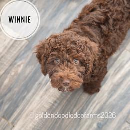 Winnie - Chocolate female Golden Aussiedoodle puppy in Hyrum, Utah from Goldendoodledoo Farms