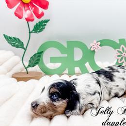 Jelly Bean - Dapple male Dachshund puppy in Prairieville, Louisiana from Southern Barron Danes & Dachshunds