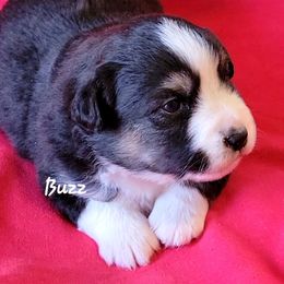 Buzz - Black tri male Miniature Australian Shepherd puppy in Waxhaw, North Carolina from Cane Creek Aussies