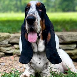 Basset Hound All Grown Up from RiverBottom Bassets