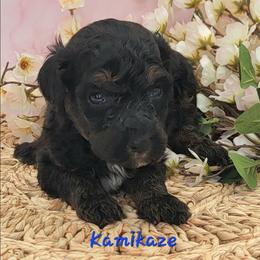 Kamikaze - Black phantom male Aussiedoodle puppy in Boonville, North Carolina from Branch Creek kennels