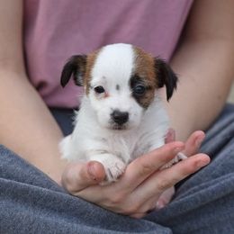 Pia Boy 4 - White and tan male Russell Terrier puppy in Middletown, Virginia from DBF Russell Terriers