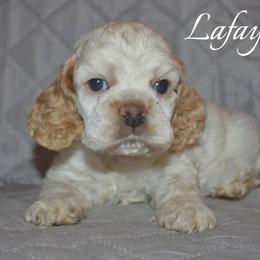 Lafayette - Buff and white female Cocker Spaniel puppy in Myerstown, Pennsylvania from The Cocker Cingdom