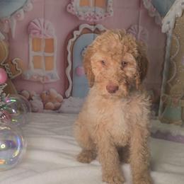 Green boy - Caramel cream male Labradoodle puppy in El Paso, Texas from My Cuddly Doodles
