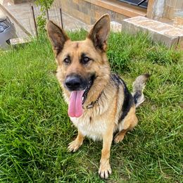 Lexie - German Shepherd