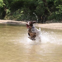 German Shorthaired Pointer All Grown Up from Pinecrest German Shorthair Pointers