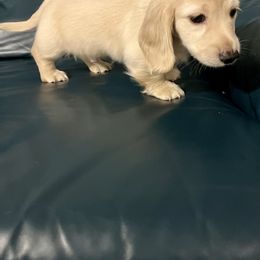 Dachshund Puppies from Island Farms Mimi’s Dachshunds Florida