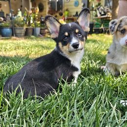 Poppy - Black and tan female American Corgi puppy in Boise, Idaho from Porter Creek Corgis
