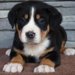 Clifford - Black, white and red male Greater Swiss Mountain Dog puppy in Gassaway, West Virginia from Rolling Hills Ranch and Kennels LLC