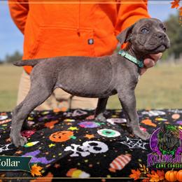 Helena- Teal Collar - Gray female Cane Corso puppy in Stilwell, Oklahoma from Killing Joke Kennels