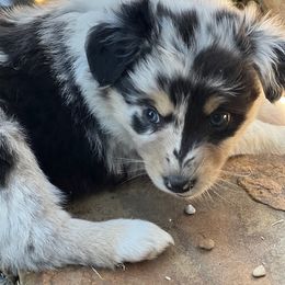 Australian Shepherd Puppies from Smothermon Livestock