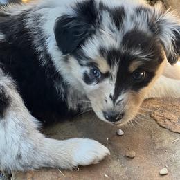 Australian Shepherd Puppies from Smothermon Livestock