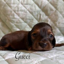 Gucci - Red male Dachshund puppy in Michigan from Hidden Haven Dachshunds