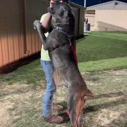 Cane Corso from Small Town Kennel